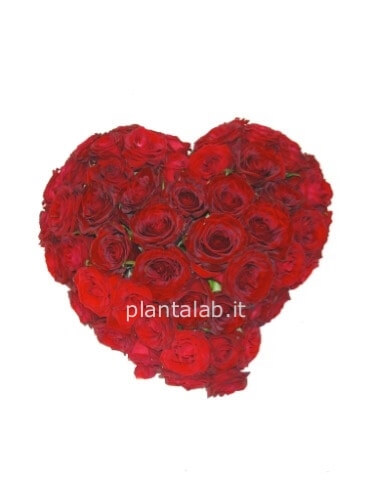 Cuore rosso