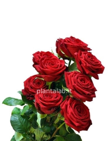 Rose rosse a stelo